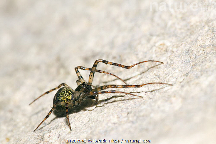 Stock photo of Cave Spider (Meta merianae) in the cave Rocca Ulari ...