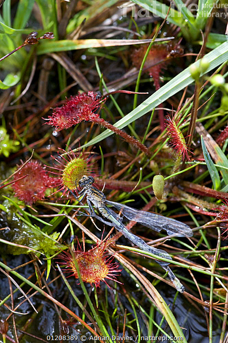 Stock photo of Common Sundew {Drosera rotundifolia} with captured ...