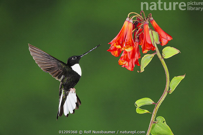 Stock photo of Collared Inca (Coeligena torquata) male feeding from Bomarea flower…. Available for sale on www.naturepl.com