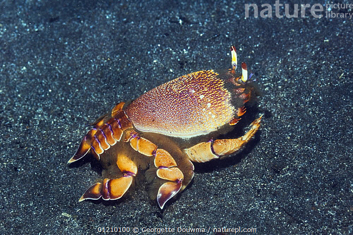Stock photo of Spanner crab (Ranina ranina). Rinca, Indonesia.. Available  for sale on