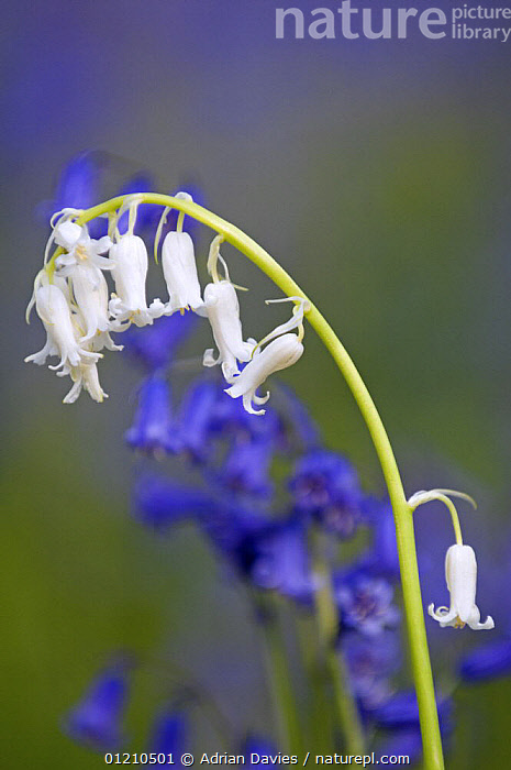 Hyacinthoides non-scripta (English Bluebells)