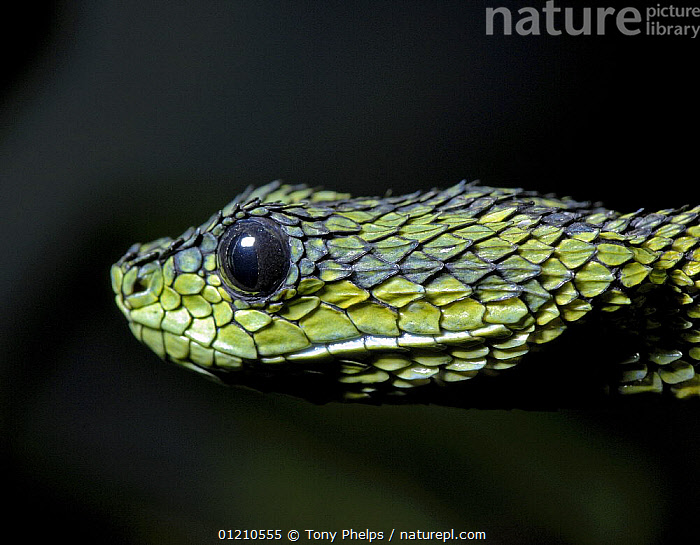 Attacking Snake / Great Lakes Viper / Atheris Nitschei Stock Image
