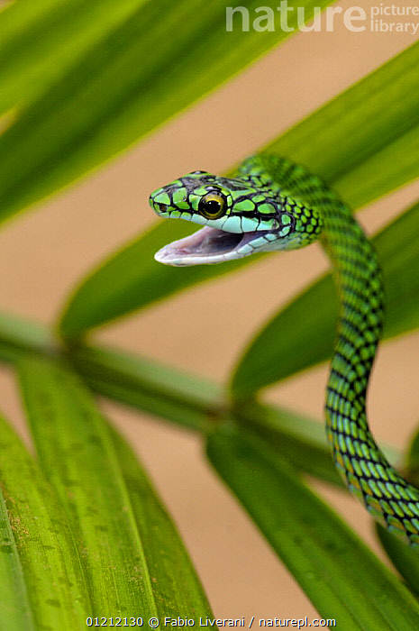 Stock photo of Parrot snake {Leptophis ahaetulla} with mouth open ...