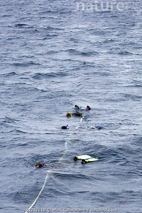 Stock photo of Snorkellers tied to rope attached to boat, whale