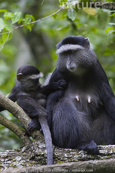 Stock photo of Sykes / Blue Monkey {Cercopithecus mitis
