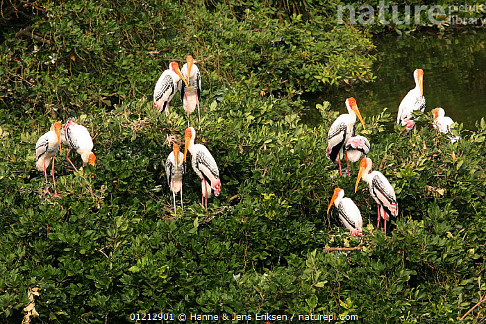 Stock photo of Painted stork {Mycteria leucocephala} breeding colony ...