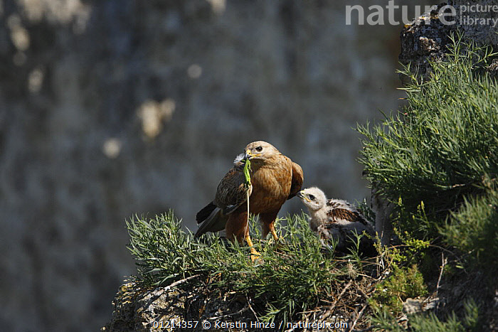 Stock photo of Long-legged Buzzard (Buteo rufinus) adult with prey for ...