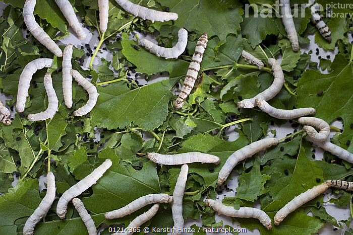 bombyx mori silkworm