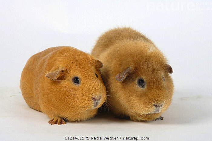 Stock photo of English Guinea Pig and Teddy Guinea Pig. Available for sale on www.naturepl