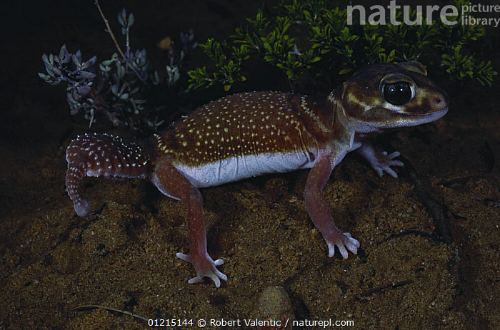 Stock Photo Of Smooth Knob tailed Gecko Nephrurus Levis Occidentalis Stock Photo Of Smooth Knob tailed Gecko Nephrurus Levis Occidentalis