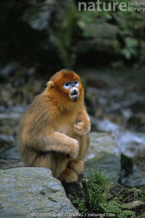 NATURAL MOUNTAIN MONKEYS ノビタネオ160 NATURAL MOUNTAIN MONKEYS _ NOVITA neo【 TitaniumGray 】 | Geek Field