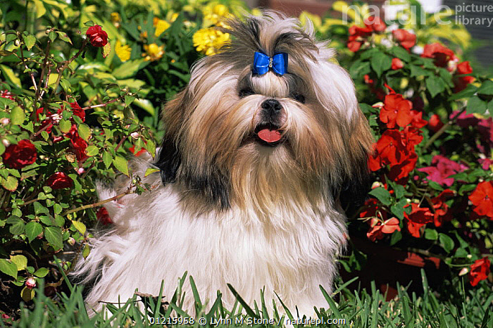 Shih tzu with bow hotsell in hair