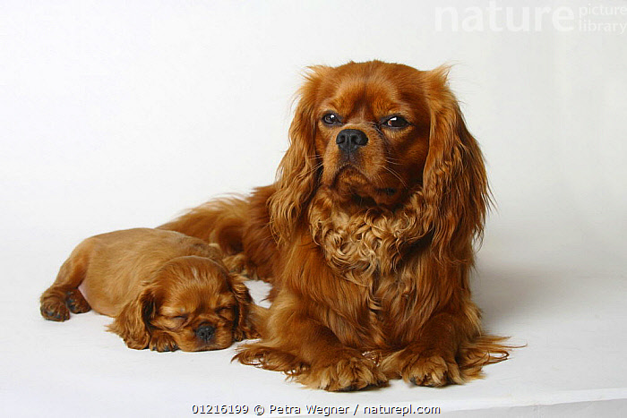 2 week old cavalier king sales charles spaniel