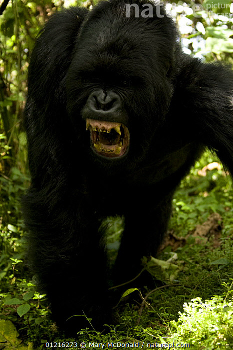 angry silverback gorilla teeth