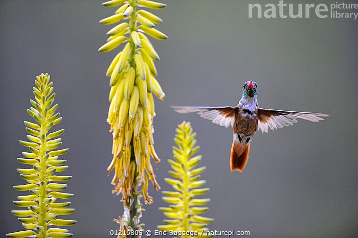 stock-photo-of-amazilia-hummingbird-amazilia-amazilia-flying-to-agave