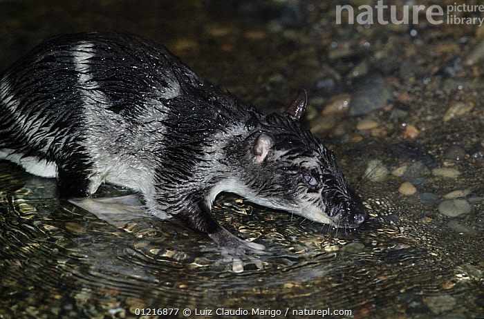 water opossum