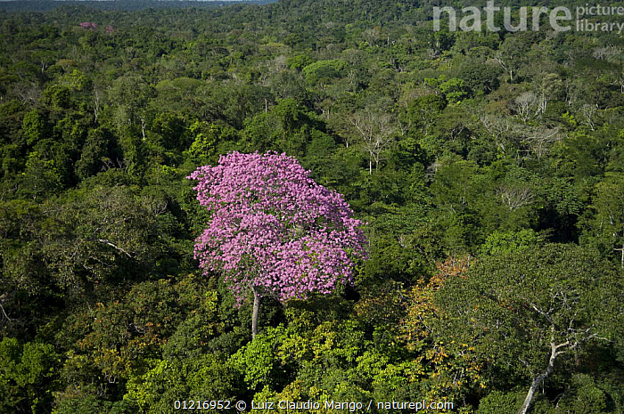 pink rainforest flowers