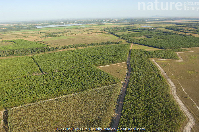 Stock photo of Aerial view of reforestation with exotic species in the ...