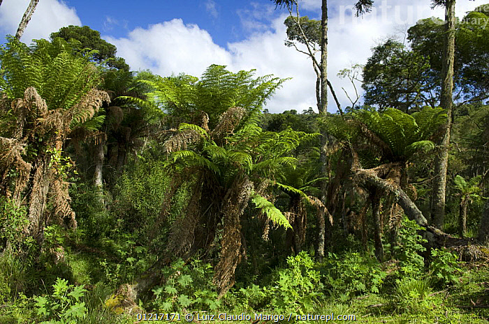 Stock photo of Giant Tree Ferns (Dicksonia sellowiana) in wood of ...