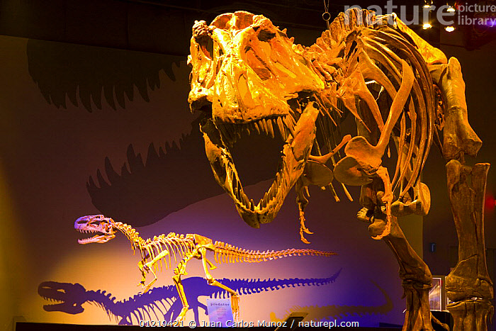 Stock photo of Dinosaur display with bones of {Tyrannosaurus