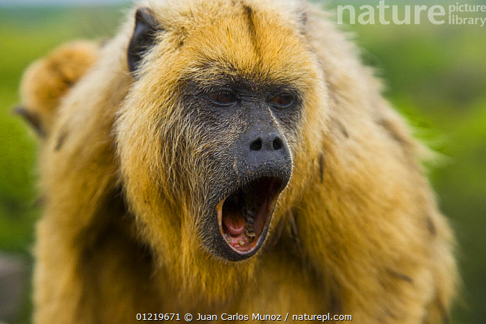 Stock photo of Black howler monkey (Alouatta caraya) female howling ...