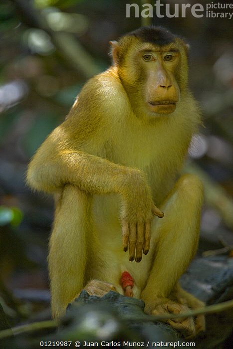 Pigtail macaque hot sale for sale