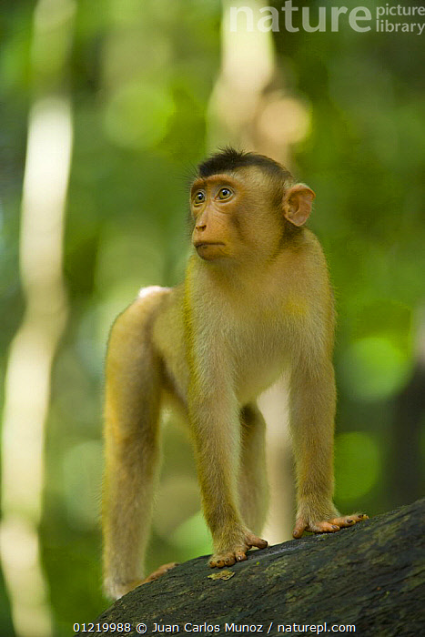 Pigtail macaque hot sale for sale