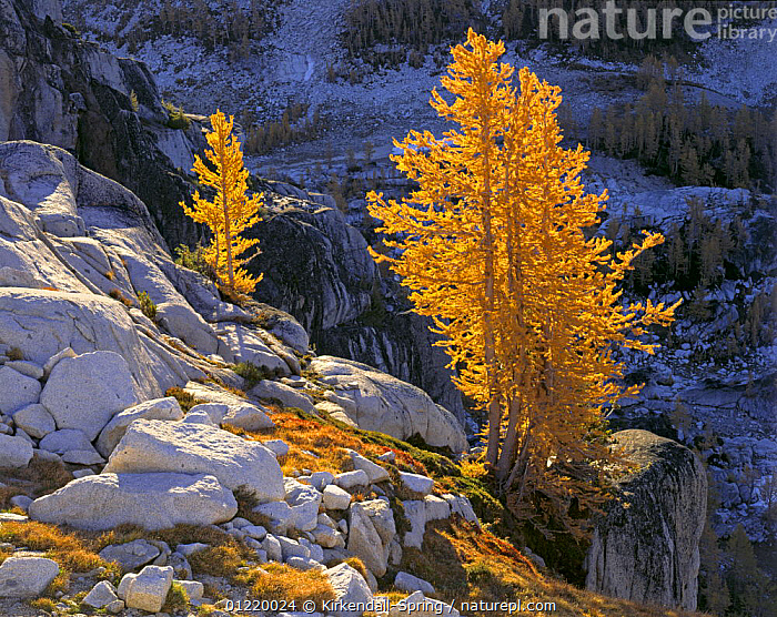 Stock photo of Western larch in bright autumn colour in the Enchantment ...