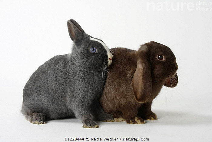 Stock photo of Dwarf Rabbit, blue with white and Netherlands Lop-eared ...