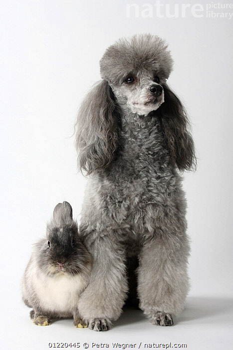 Stock photo of Miniature Poodle, silver, and Lion-maned Dwarf Rabbit ...