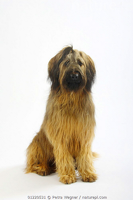 Briard berger sale de brie