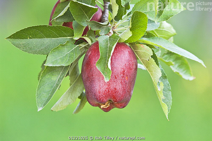 Malus domestica 'Red Delicious' (Red Delicious Apple)