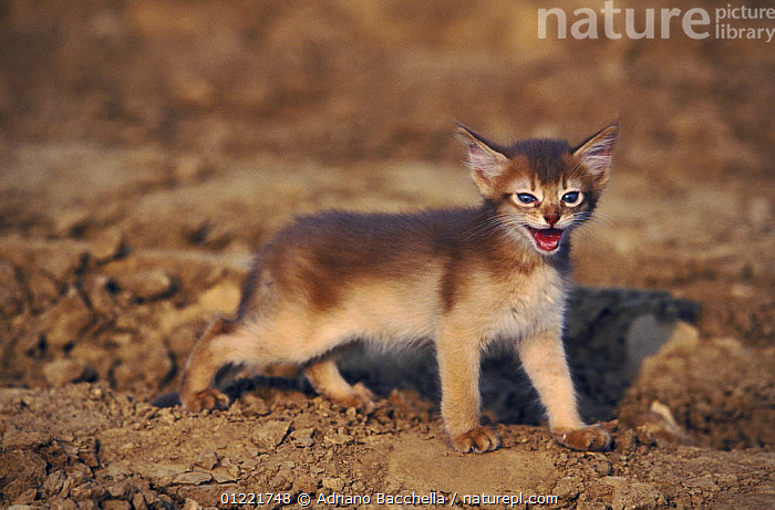 Solimal Kitty Stock photo of Somali kitten calling. Available for sale on www ...