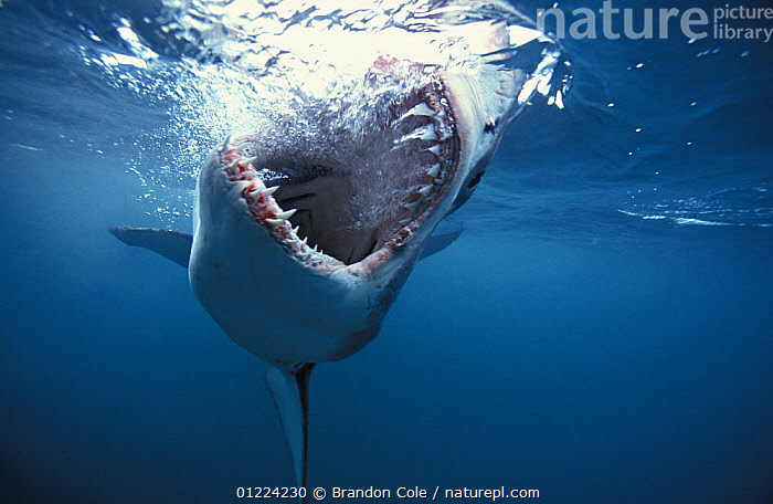 Stock photo of Great white shark (Carcharodon carcharias) jaws open ...