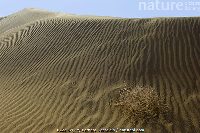 Thar Desert, Rajasthan | Thar desert near Khuri, an hour fro… | Flickr