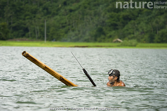 Stock photo of Man spear fishing for Tilapia near the edge of Lake Buhi.  Bamboo pole acts…. Available for sale on
