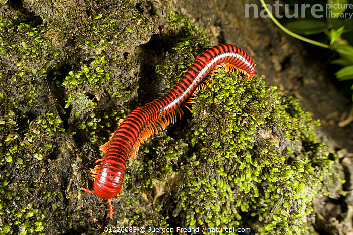 Stock photo of Tropical millipede, Philippines. Available for sale on ...