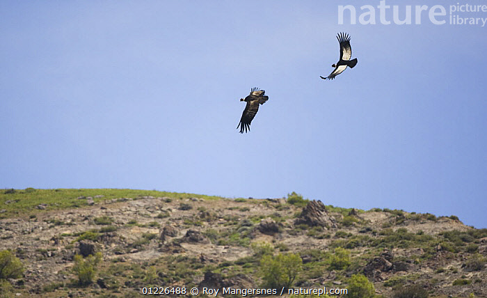 Stock photo of Andean condor (Vultur gryphus) fighting in the air over ...