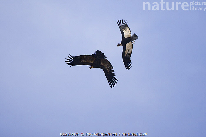 Stock photo of Andean condor (Vultur gryphus) fighting in the air over ...