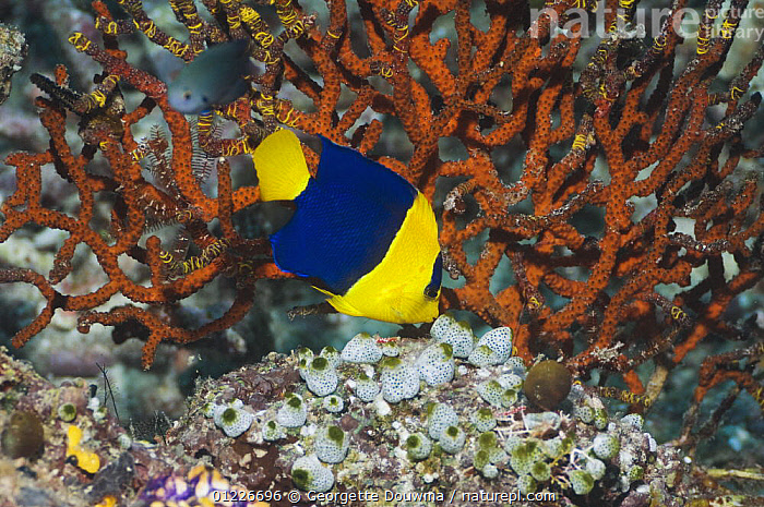 Bicolor Angelfish (Centropyge bicolor) - Aqua Imports