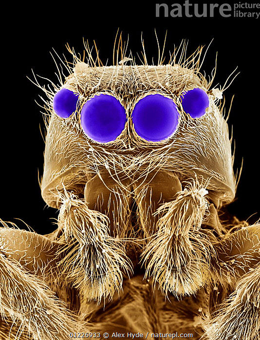 Stock photo of False coloured scanning electron micrograph of head