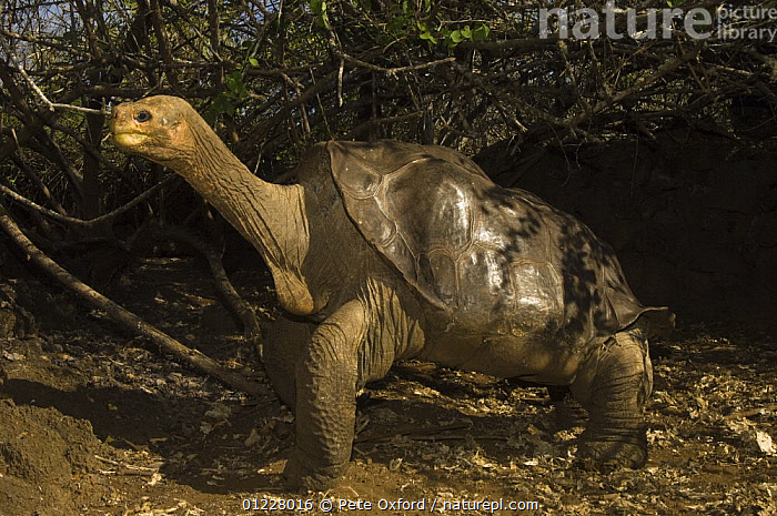 Stock photo of Giant Tortoise (Geochelone elephantopus abingdoni
