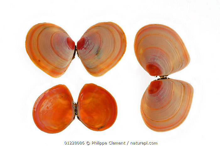 Stock photo of Three Baltic tellin (Macoma balthica) shells, one upside ...