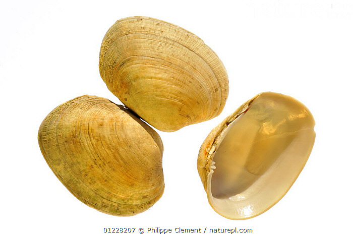 Stock photo of Pullet carpet shell (Venerupis senegalensis) shells, one ...