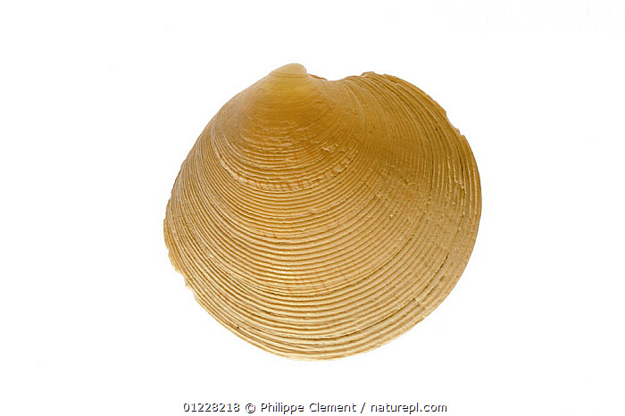 Stock photo of Rayed artemis (Dosinia exoleta) shell, Normandy, France ...