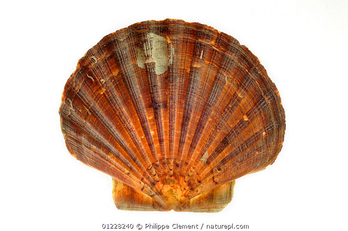Stock photo of Scallop shell (Pecten jacobaeus), Normandy, France ...