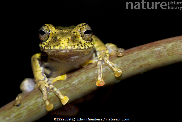 Stock photo of Frog (Boophis idae) on plant, Madagascar. Available for