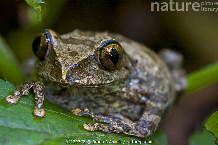 Stock photo of Squeaker frog (family Arthroleptidae) on rainforest ...