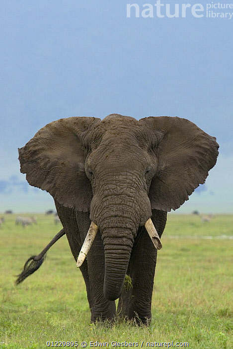 Stock photo of African elephant (Loxodonta africana) with