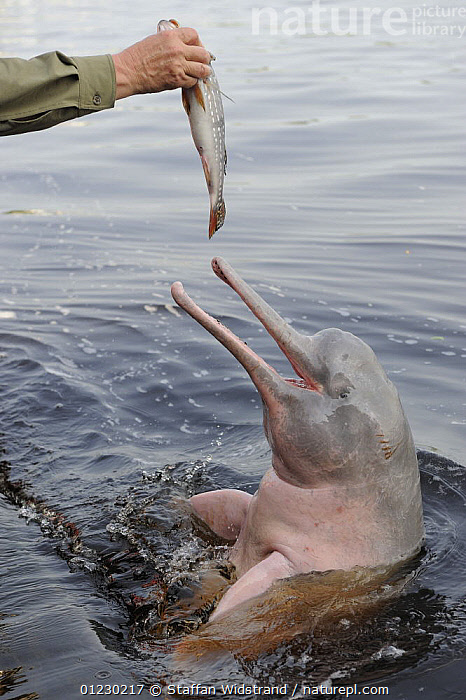 Stock Photo Of Man Feeding Fish To Boto / Amazon River Dolphin {Inia ...